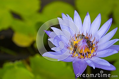 Close up purple lotus flower has pollen particles from the middle of flowers with a group of bees inside copy space Stock Photo