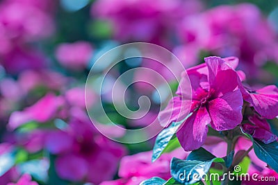 Close up purple Madagascar Periwinkle flower in a garden.Commonly name bright eyes,Cape periwinkle,graveyard plant,old maid,pink p Stock Photo