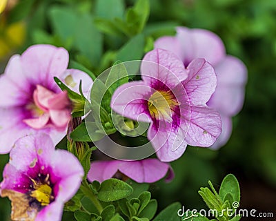 a close up of a purple million bells blossom in the morning light Stock Photo