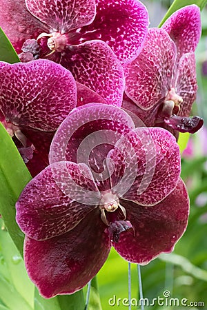 Close-up of a purple orchid Stock Photo
