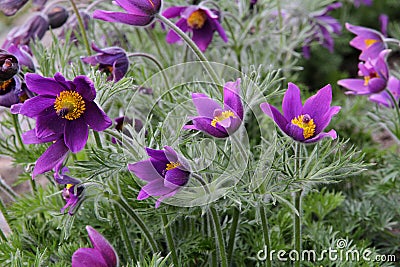 Close up of purple Pasque Flower (Pulsatilla vulgaris) Stock Photo