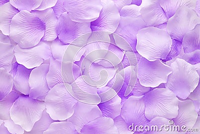 Close-up of purple petals of violet flowers Stock Photo