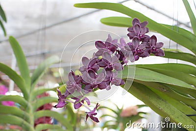 Close-up purple Phalaenopsis or Moth dendrobium Orchid flower Stock Photo