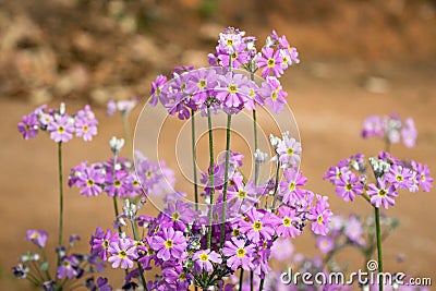 Close-up of purple primroses growing in a garden Stock Photo