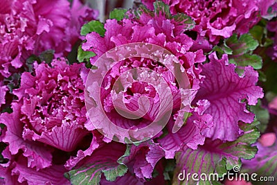 Close up purple rosette of ornamental kale cabbage Stock Photo