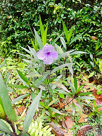 close up purple ruellia flower Stock Photo