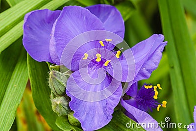 Close up of a a purple Spiderwort blossom and leaves in the garden Stock Photo