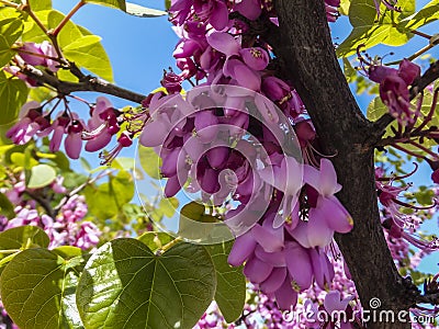 Close-up of purple spring blossom of Eastern Redbud, or Eastern Redbud Cercis canadensis n sunny day. Selective focus. Stock Photo