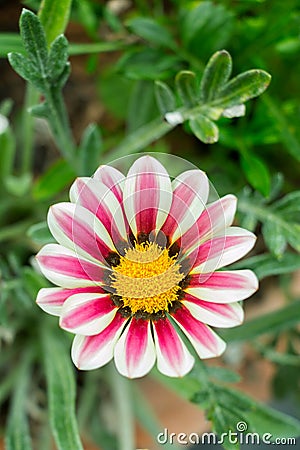 A white african daisy with purple stripes in green garden Stock Photo