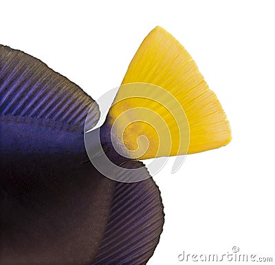 Close-up of a Purple tang's caudal fin, Zebrasoma xanthurum Stock Photo