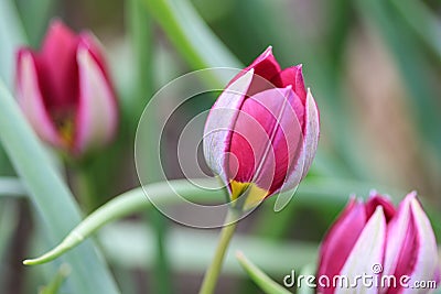 Close up of a purple tulip showing a silk outside of the leaves Stock Photo