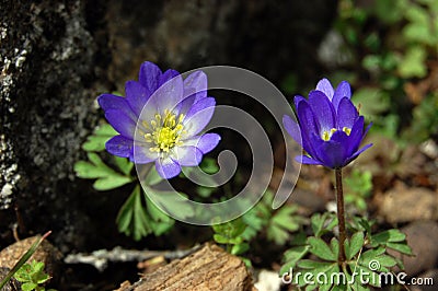 Close up of purple violet flowers Hepatica nobilis, Common Hepatica, liverwort, kidneywort, pennywort, Anemone hepatica Stock Photo