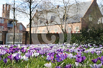 Close up of purple white crocus flower in spring with city wall Stock Photo