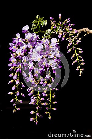 Close up purple and white wisteria Stock Photo