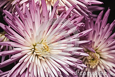 Purple, pink and yellow beautiful floral background Stock Photo