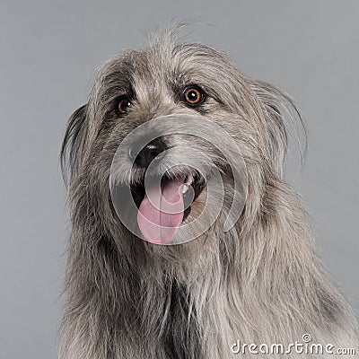 Close-up of Pyrenean Shepherd dog Stock Photo