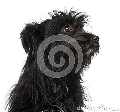 Close-up of Pyrenean Shepherd, 15 months old Stock Photo