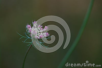 Close-up of Queen Anne`s Lace or wild carrot Daucus carota young opening flower in summer wild meadow Stock Photo