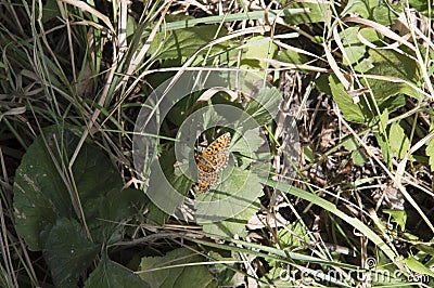 close-up: Queen of Spain fritillary butterfly deep orange-violet wings with rounded black spots Stock Photo