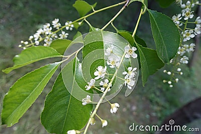 Closeup of racemes of Prunus serotina Stock Photo