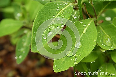 Close raindrops green leaves Stock Photo