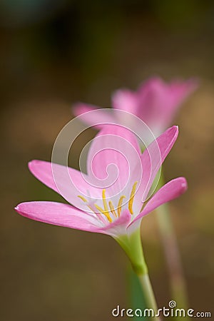 close-up of rain lilies or zephyr lilies Stock Photo