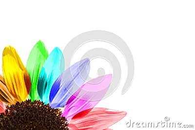 Close up of a rainbow colored sunflower Stock Photo