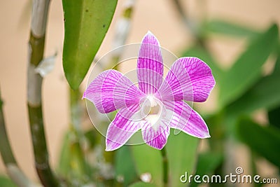 Close up raindrop on the petal of purple pink orchid (Dendrobium) , beautiful nature Stock Photo