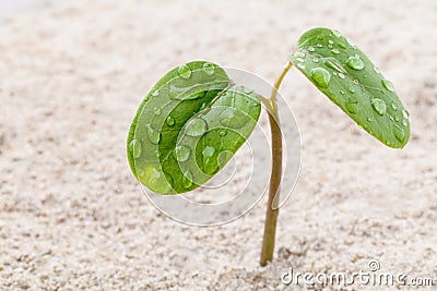 Close up raindrop on young plant growing in spring time. Stock Photo