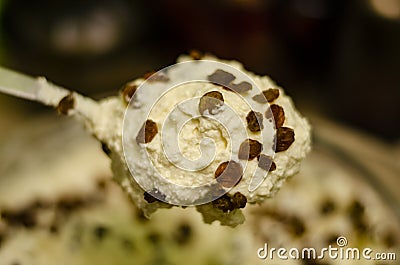 Close-up of raisins in curd mass on a spoon with a soft blurred background. Stock Photo