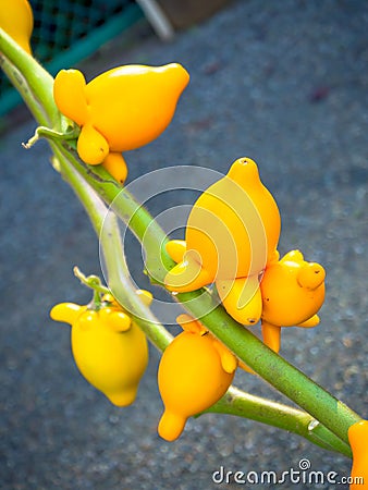 Close up of a rare fruit, titty or nipple fruit on plant, Japan Stock Photo