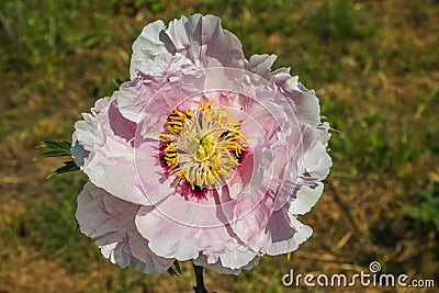 Close up of rare pink paeonia rockii flower in the garden Stock Photo