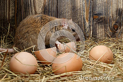 Close-up the rat and hen`s eggs in the chicken coop on the background of wood boards Stock Photo