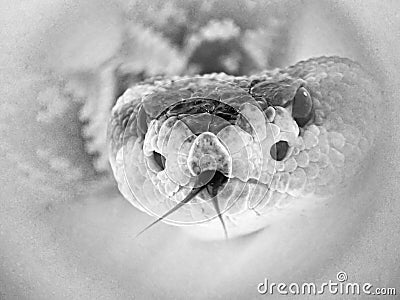Close Up Rattlesnake Face Abstract Black and White Stock Photo