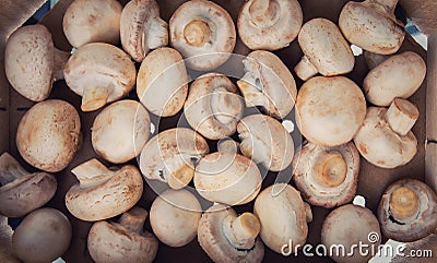 Close up raw mushrooms picked inside a wooden box, ready for food preparing. Healthy nutrition, bio organic grown meal, fresh Stock Photo