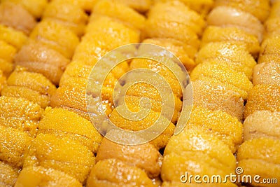 Close up raw roe sea urchin, Uni sushi or sashimi ingredients Stock Photo