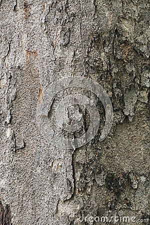 Close-up raw wooden texture background, fragile surface tree wallpaper in national forest Stock Photo