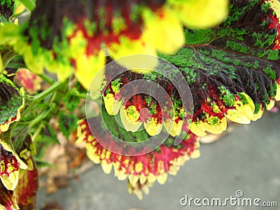 Close up of real colorful leaves. Stock Photo