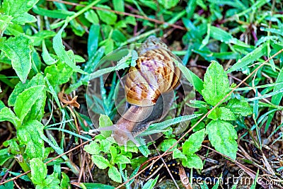 Close up of real snail Stock Photo