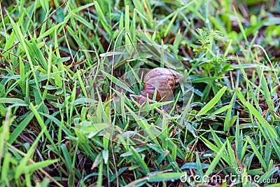 Close up of real snail Stock Photo