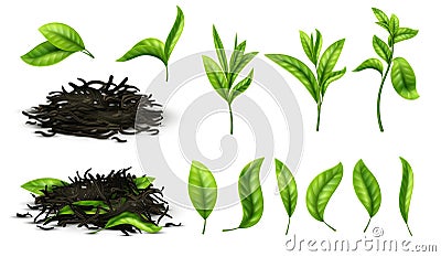 Close up realistic tea dried herbs and greens tea leaves isolated vector set Vector Illustration