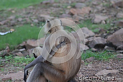 Close-up rear view of a mother gray langur with her infant clinging onto her Stock Photo