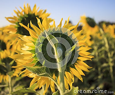 Close up rear view of yellow sunflowers in agriculture field Stock Photo