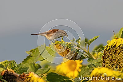 Close up of Red-backed shrike Lanius collurio in nature Stock Photo