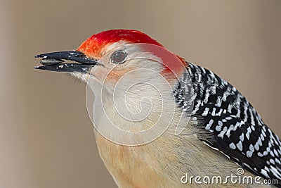 Close up of a Red-bellied woodpecker bird with a sunflower seed in his mouth Stock Photo