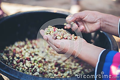 Close up red berries coffee beans on agriculturist Stock Photo