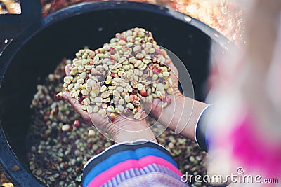 Close up red berries coffee beans on agriculturist Stock Photo