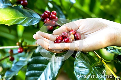 Close up red berries coffee beans on agriculturist hand background Stock Photo