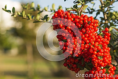 Close up a red berry Pyracantha Coccina shrub Stock Photo