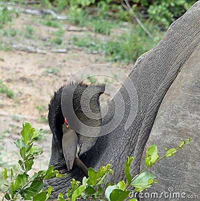 Close-up of an oxpecker sitting in the ear of a white rhino picking ticks Stock Photo